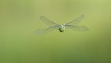 Macro & Insects