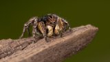 Macro & Insects