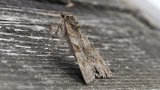Macro & Insects