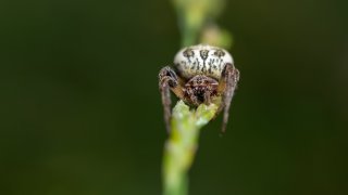 Macro & Insects