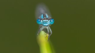 Macro & Insects