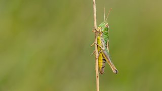 Macro & Insects