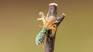 Macro & Insects