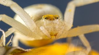 Macro & Insects