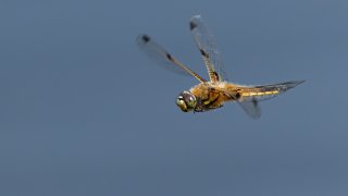 Macro & Insects