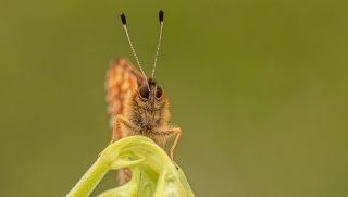 Macro & Insects