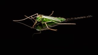 Macro & Insects