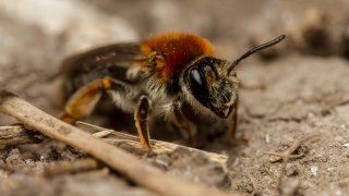 Macro & Insects