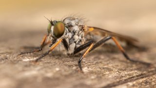 Macro & Insects