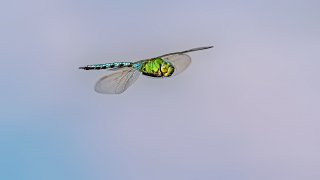 Macro & Insects
