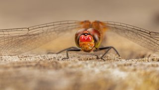 Macro & Insects