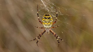 Macro & Insects