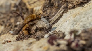 Macro & Insects