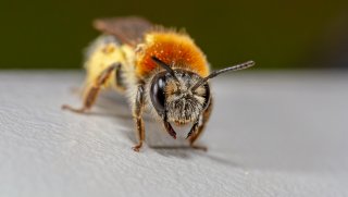 Macro & Insects