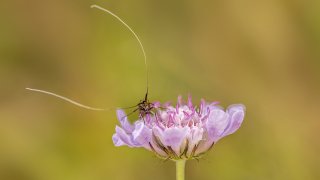 Macro & Insects
