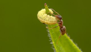 Macro & Insects
