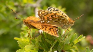 Macro & Insects