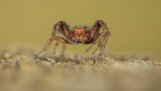 Macro & Insects