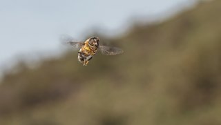 Macro & Insects