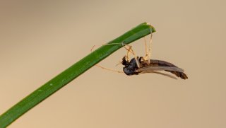 Macro & Insects