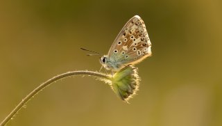 Macro & Insects