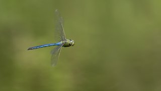 Macro & Insects