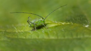 Macro & Insects