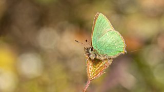 Macro & Insects