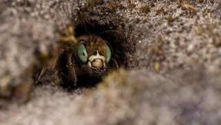 Macro & Insects
