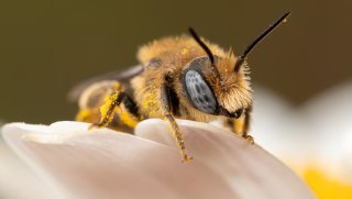 Macro & Insects