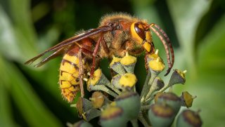 Macro & Insects