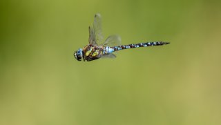 Macro & Insects