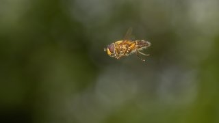 Macro & Insects