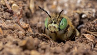 Macro & Insects