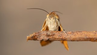Macro & Insects