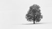 Landscapes