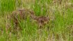 Mammals
