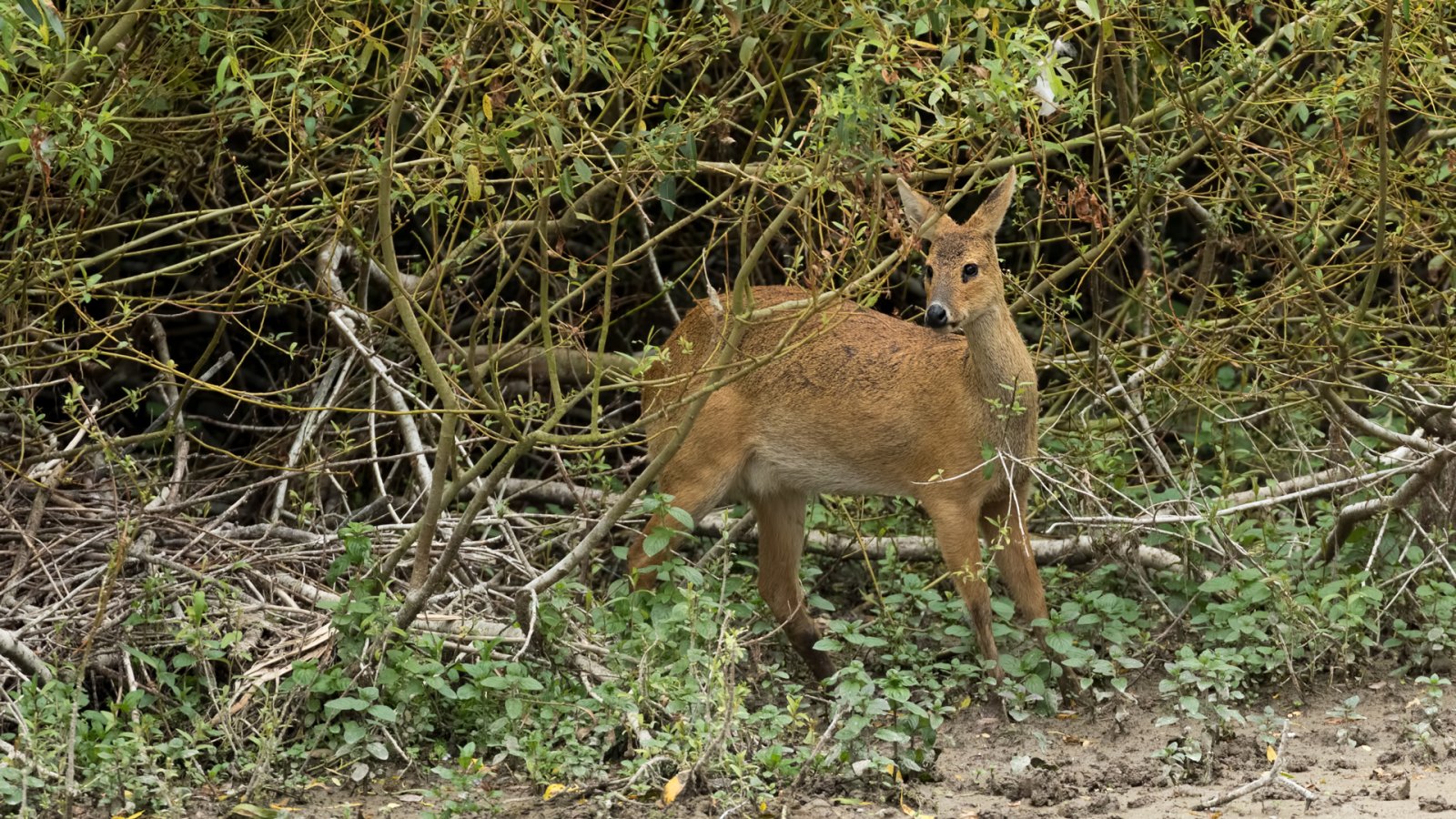 Mammals