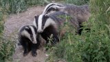 Mammals
