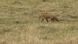 Mammals