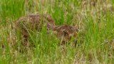 Mammals