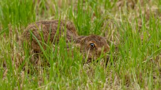 Mammals
