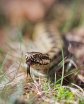 Reptiles & Amphibians