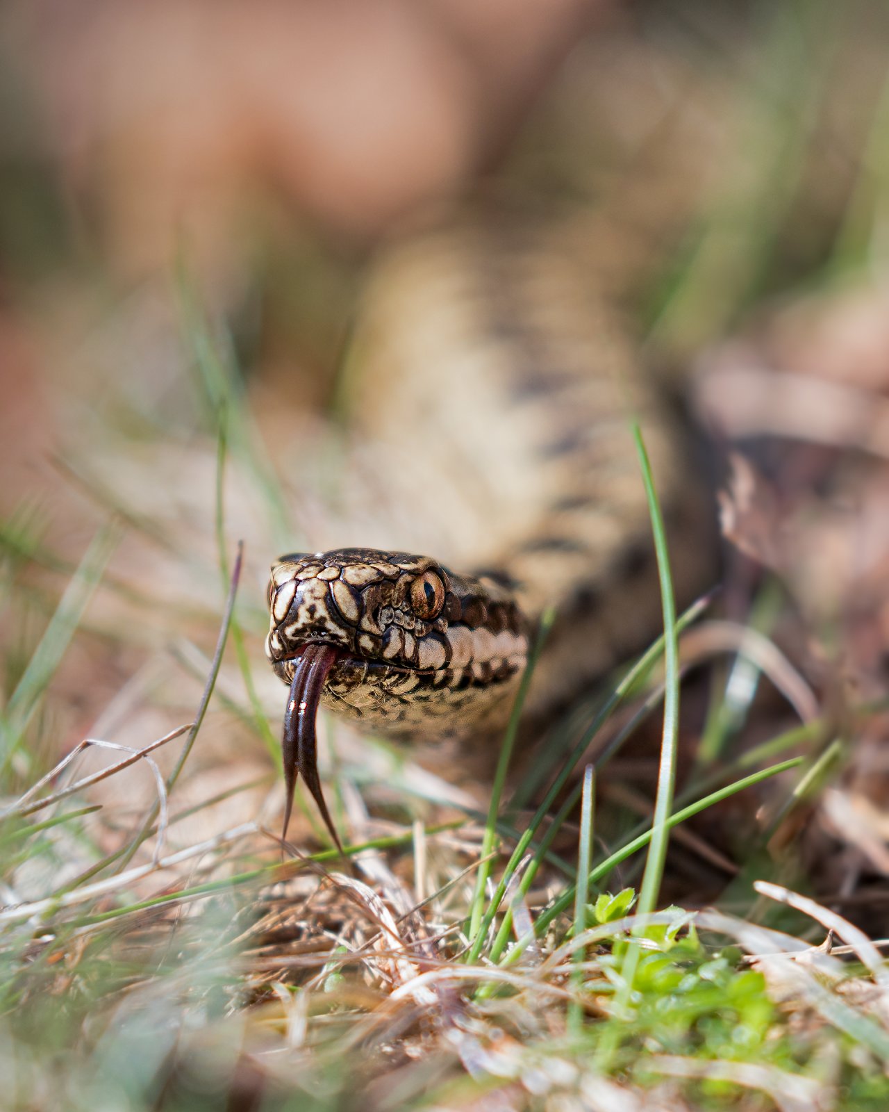 Reptiles & Amphibians