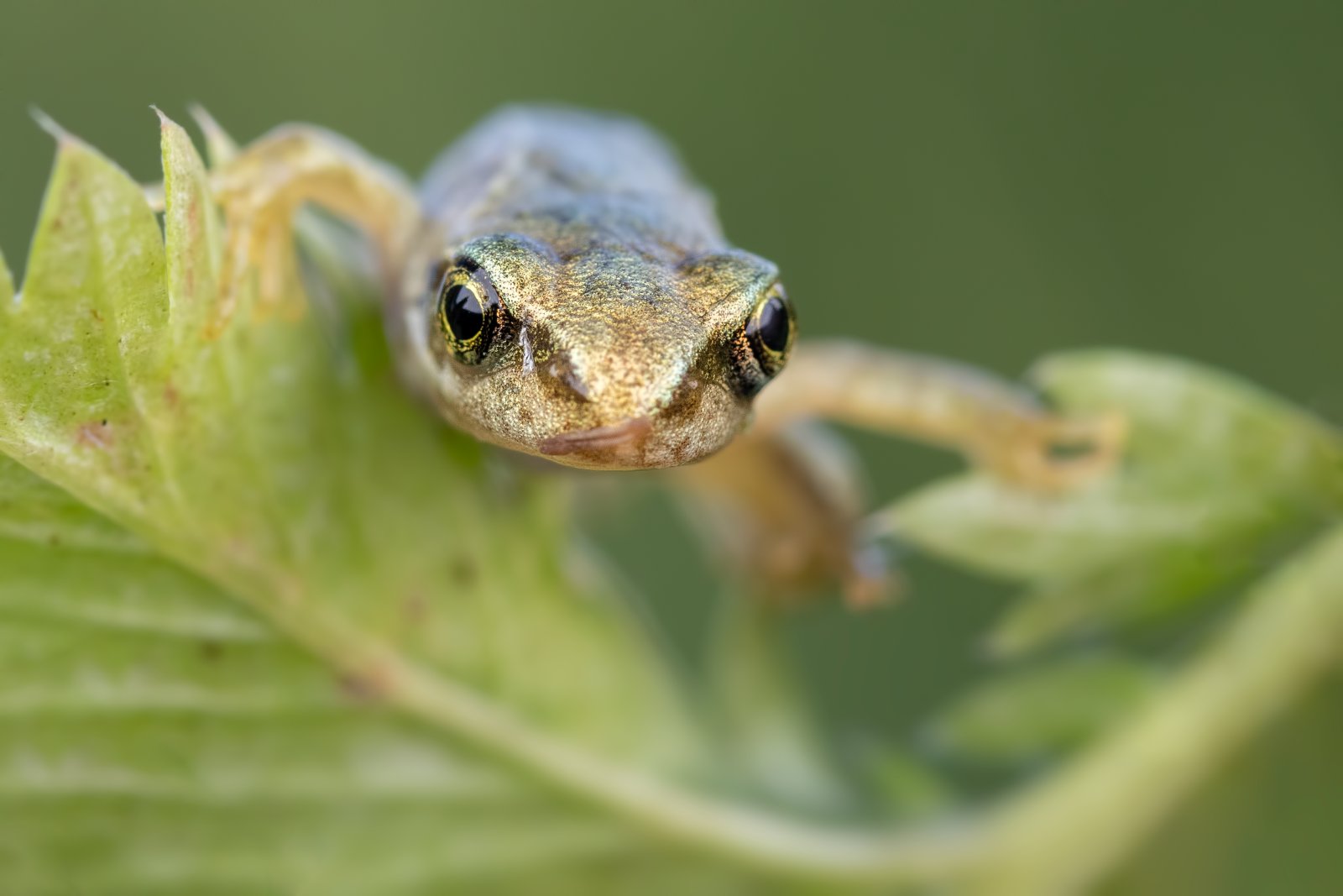 Reptiles & Amphibians