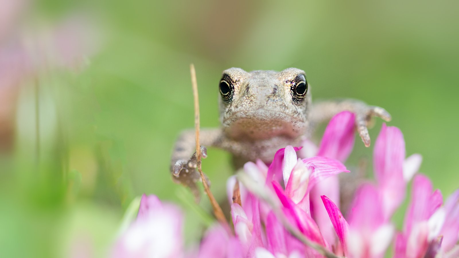 Reptiles & Amphibians