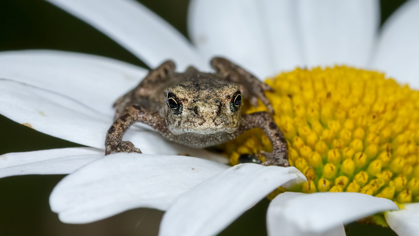 Reptiles & Amphibians