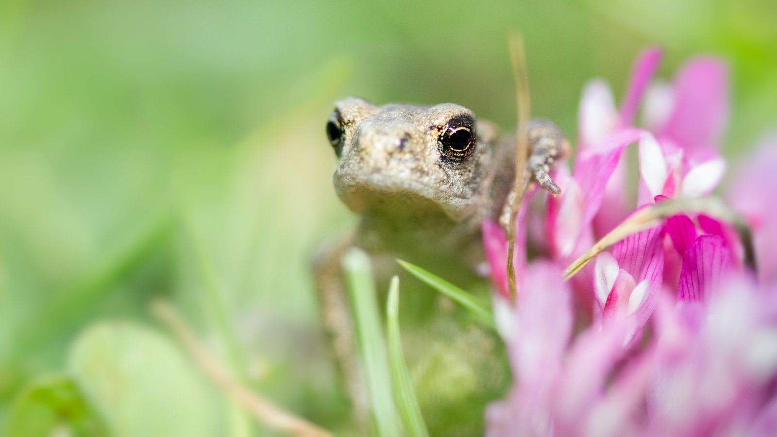 Reptiles & Amphibians