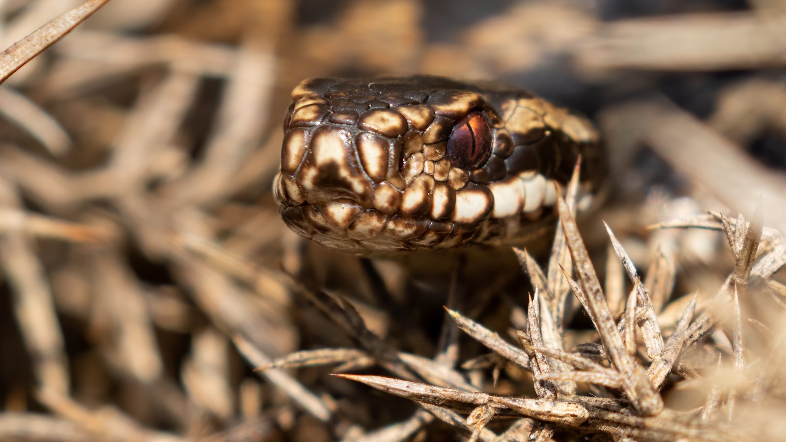 Reptiles & Amphibians