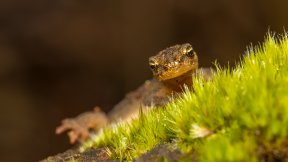 Reptiles & Amphibians